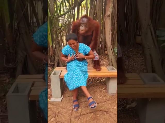 Funny chimpanzee video #shorts 