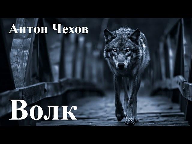 Антон Чехов. " Волк".