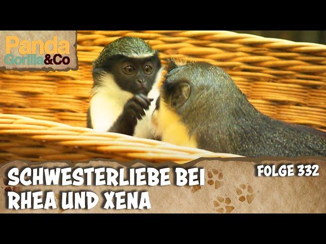 Dianameerkatzen auf Tuchfühlung und Azubis im Streichelzoo| Panda, Gorilla & Co.