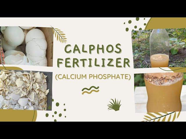 How to make a Calphos Fertilizer | DIY Calphos Fertilizer | DIY Gardening