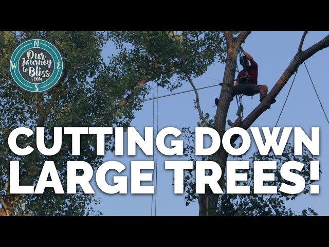 CUTTING DOWN TREES | 80 Foot Tree Removal | Our Journey To Bliss