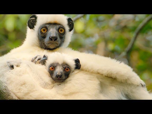 Sifaka Lemurs Make A Treacherous Journey For Food | BBC Earth