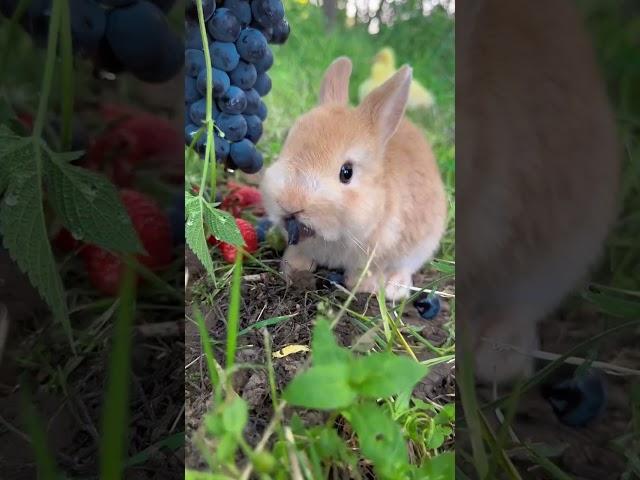 The bunny eating grapes is so cute. Cute pet debut plan. Rabbit. Pastoral cute pet.