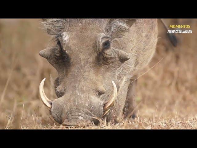 30 Momentos Em Que Animais Selvagens Mexem Com O Javali Errado | Animais Selvagens