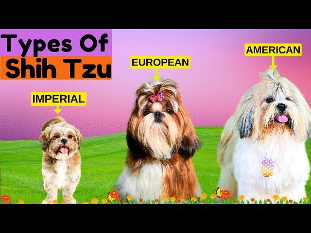 8 Types of Shih Tzu / Find Out Which Type is More Prone to Health Problems