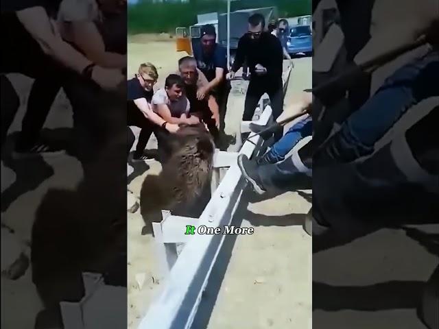 #animals #wildanimals #bear #help