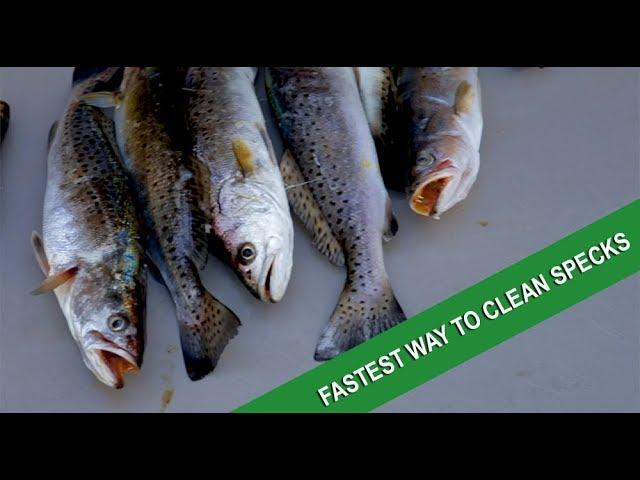 The absolute best way to fillet speckled trout