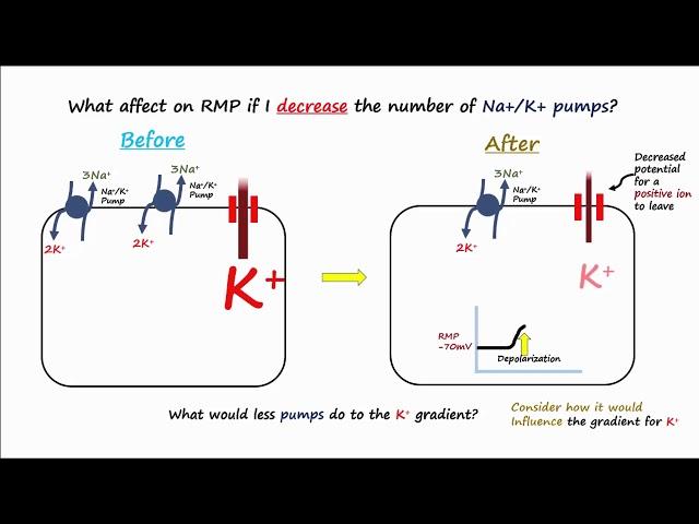 Electrophysiology Part 2 - Affecting the Resting Membrane Potential