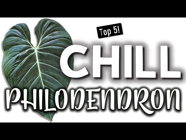 Chill Philodendron | Easy Houseplants I Would Buy Again