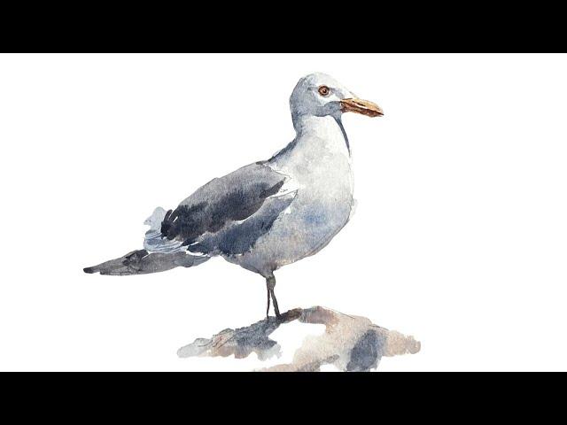 Painting a seagull in watercolour - Step-by-step tutorial