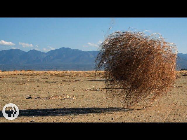 Why Do Tumbleweeds Tumble? | Deep Look