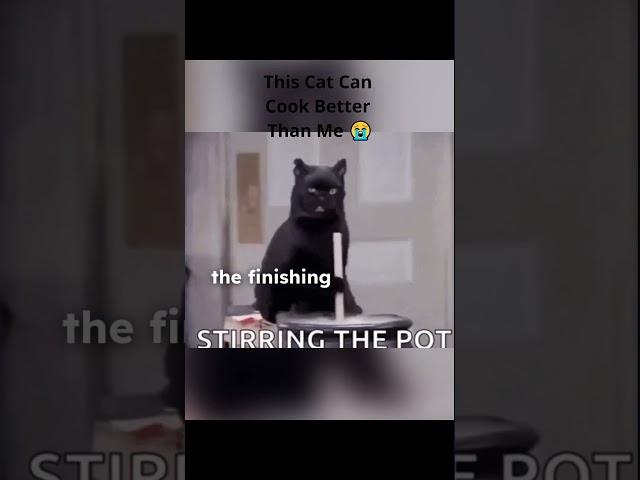 This Cat Can Cook Better Than Me  #cat  #cooking