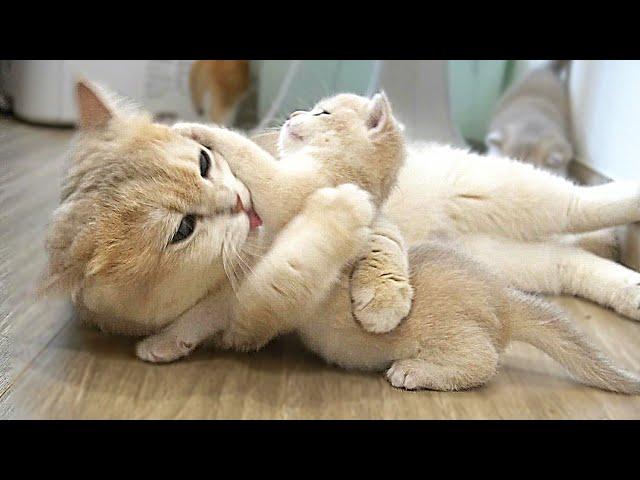 The way the mother cat loves her kitten is very strongly