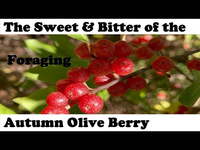 Autumn Olive Berry - Foraging, Storing, & Health Benefits // from Campbell’s Freedom Farm