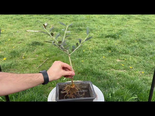 Olive tree bonsai first pruning and root work (May, 2021)