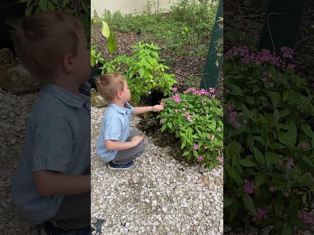 Grandson and butterfly  #motivation #happy #family #video #usa #сша #beautiful #youtube #wow