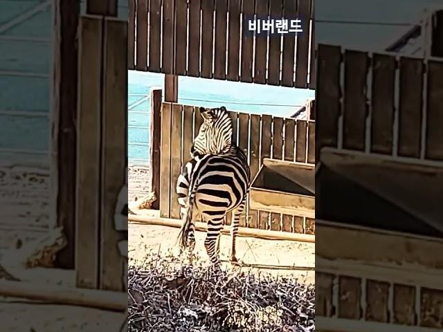 얼룩말 뒷태 대공개!(꼬리를과연 몇번이나흔들었을까?)