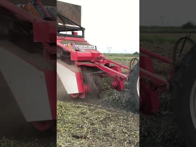 Yerfıstığı Hasadı || Yerfıstığı Yetiştiriciliği || 2022 Harvesting Peanuts|| #shorts