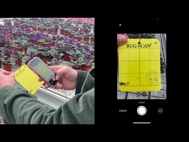 BugVision scouting - How it works in the greenhouse.