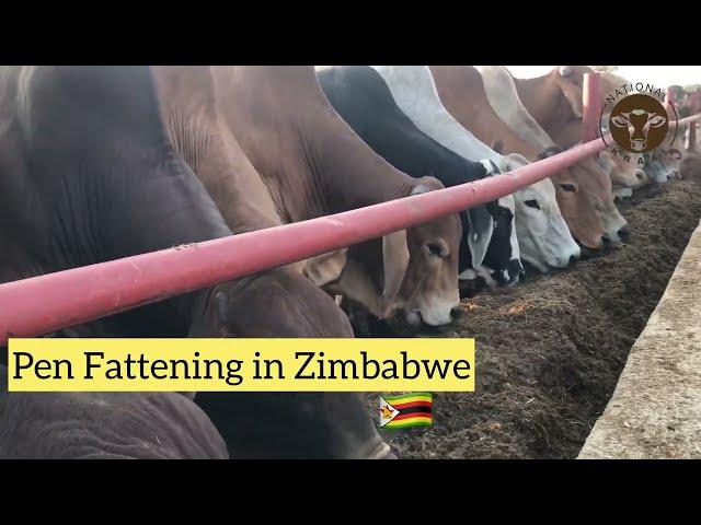 Pen Fattening in Zimbabwe - 1200 cattle on 4Hectares