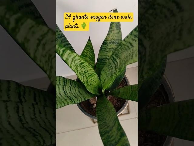 Snake plant with more oxygen #shortsviral #gardenplants #youtubeshorts #ytshorts