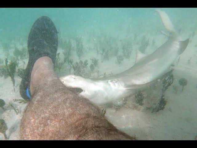 Bitten by a baby Lemon shark