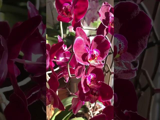 Orchid: Wine Red Phalaenopsis Orchid #orchid