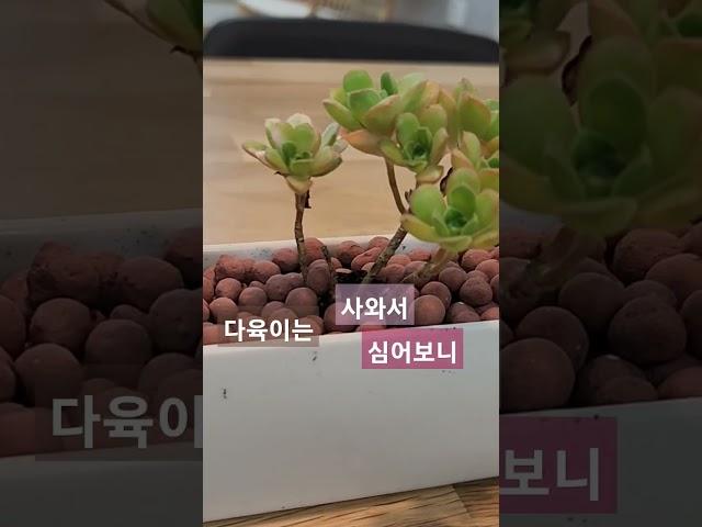다육이 가꾸기 거실 식물가꾸기 #다육이 #식물가꾸기 #거실식물 #다육이가꾸기