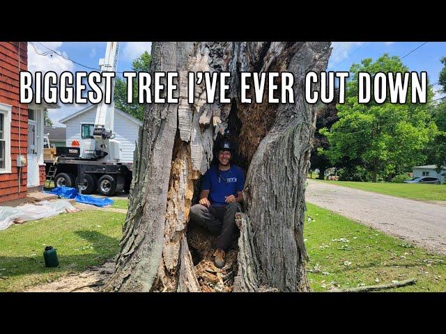 Giant, Rotten, and Hazardous Maple Tree Removal!