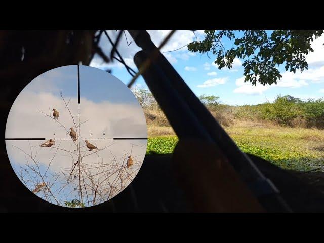 melhor Caçada de avoantes na bebida com pcp m22