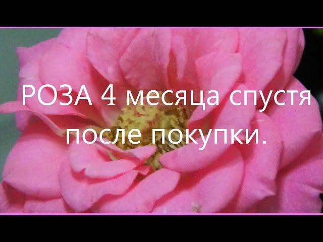 #РОЗА 4 месяца спустя. #Уход за розой #кордана после магазина.