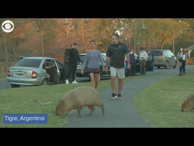 Hundreds of capybaras overrun neighborhood in Argentina