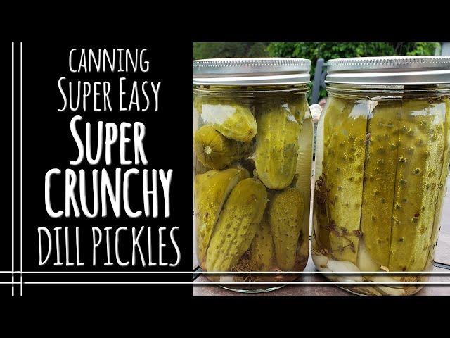 Super CRUNCHY Dill Pickles