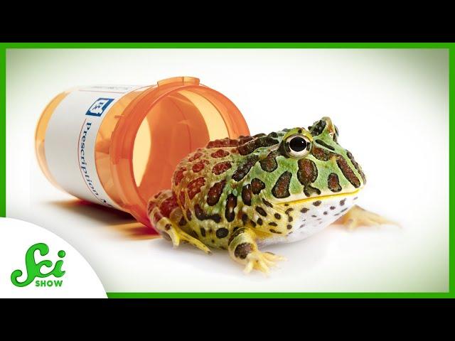 5 Times Animals Inspired Better Drugs