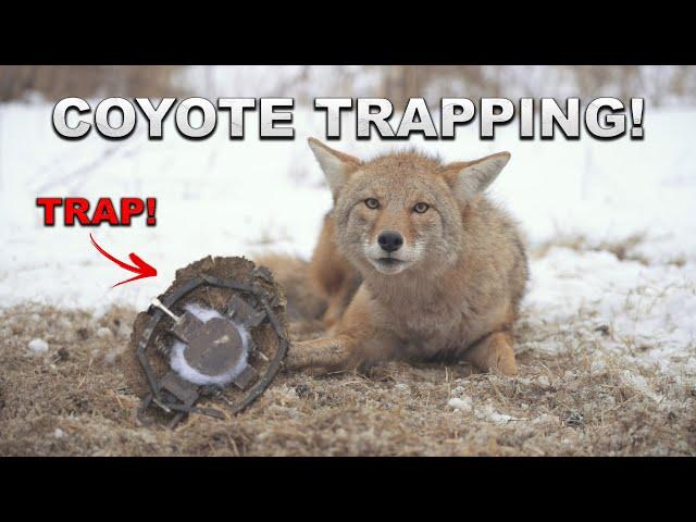 The BEST COYOTE TRAPPING Video Ever? - Footage of Coyote Getting Caught!