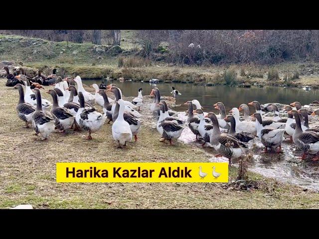 @Dagdayasam  AİLESİNE KAZLAR İÇİN TEŞEKKÜRLER  KUŞLARI GÖRDÜK - Güvercin Kaz Tavuk Köpek Köy