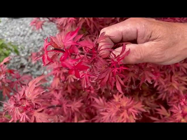 Exploring Stunning Japanese Maples with Burkland Gardens  | Nursery Tour