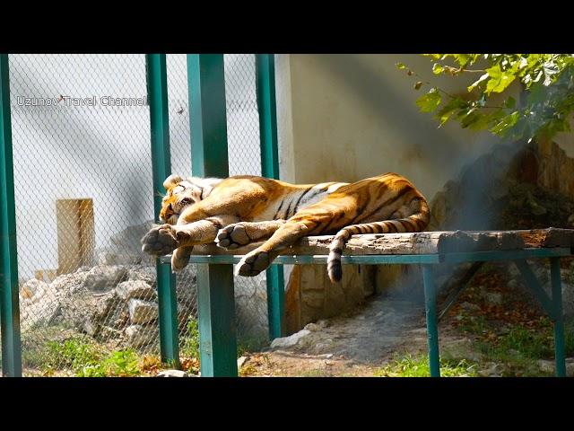 Zoo Park, Freedom Island, Pazardjik, Bulgaria - 09.08.2019