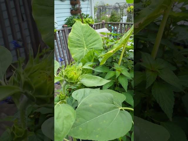  Sunflower Sneak Peek