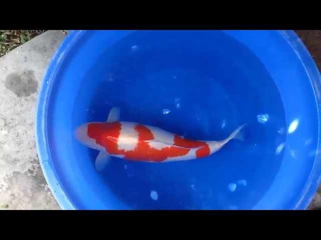Duke Nguyen, Sanoji, 81cm -  April 2014