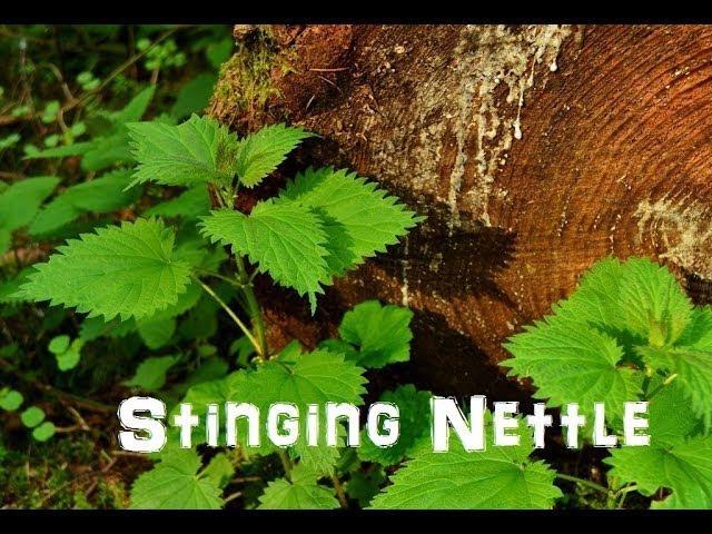 (The Northwest Forager) Ep. 3 Stinging Nettle