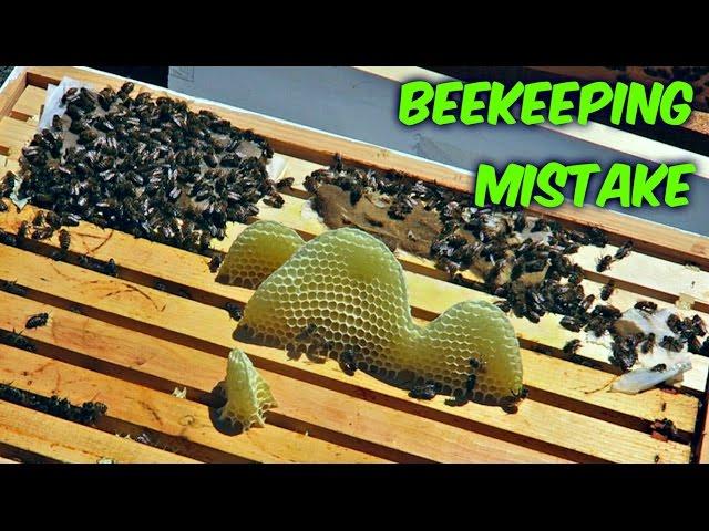 Bad Beekeeping Mistake