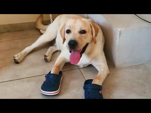 FUNNIEST DOGS will make you laugh to tears  Funny dogs videos