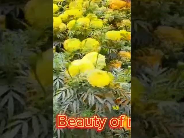 Beauty of nature