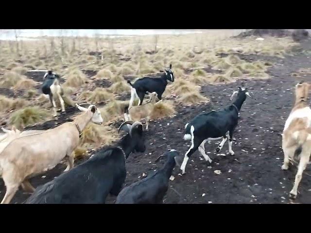 АХ,ДЕРЕВЕНЬКА!!!ЗАХОДИТЕ:)ДУШОЮ С НАМИ ОТДОХНИТЕ!ПРОСТАЯ ЖИЗНЬ.ВСЁ ОЧЕНЬ ПРОСТО.ВОТ ЧТО:)))