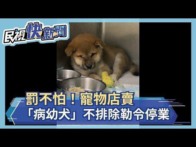 罰不怕！寵物店賣「病幼犬」 不排除勒令停業－民視新聞