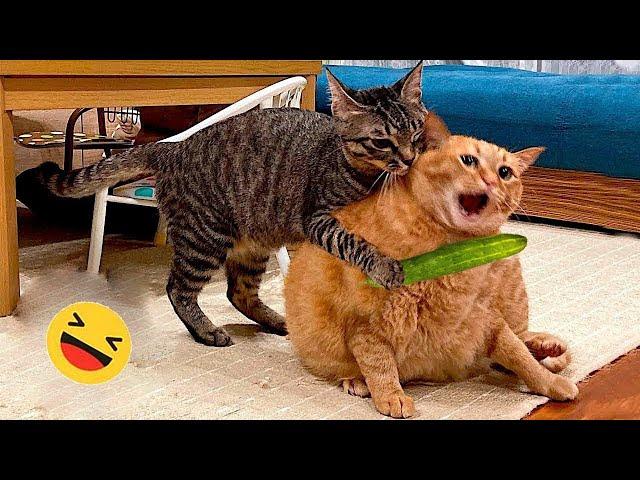 Fantastic and Funny animals videos #321  |daily dose of amazing videos from around the world