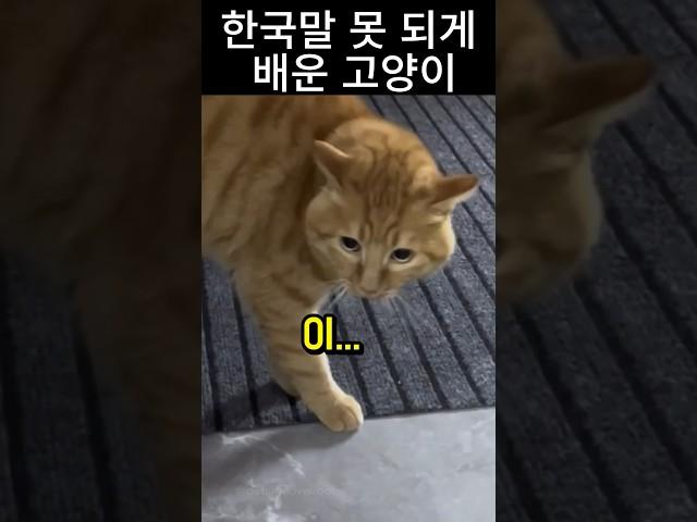 한국말로 싸가지 없다며 폭언하는 고양이