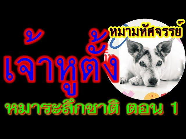 EP.59┃ย้อนรอยเรื่องราวการระลึกชาติของหูตั้งมหัศจรรย์หมาระลึกชาติ ตอนที่ 1┃จับกระแสแทรกสาระ