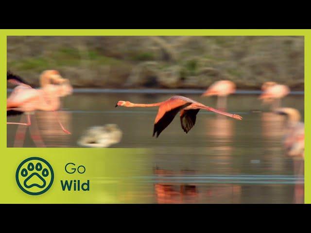 Galapagos: Darwin’s Eden - Wildest Islands - Go wild